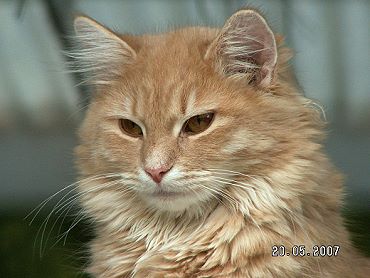 Sibirische Katzen Floris von der Gronau